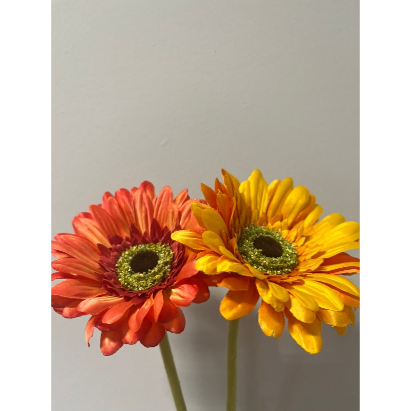 Rex Gerbera H 60 | Enzo De Gasperi